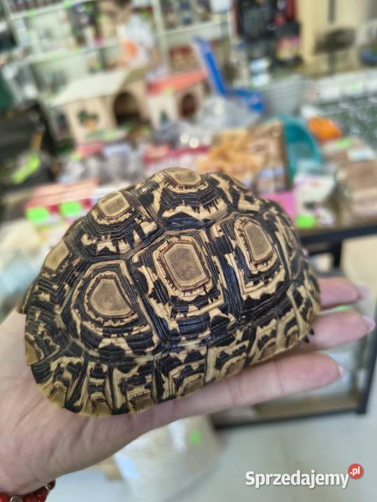 Żółw Lamparci Gady i płazy Jawor