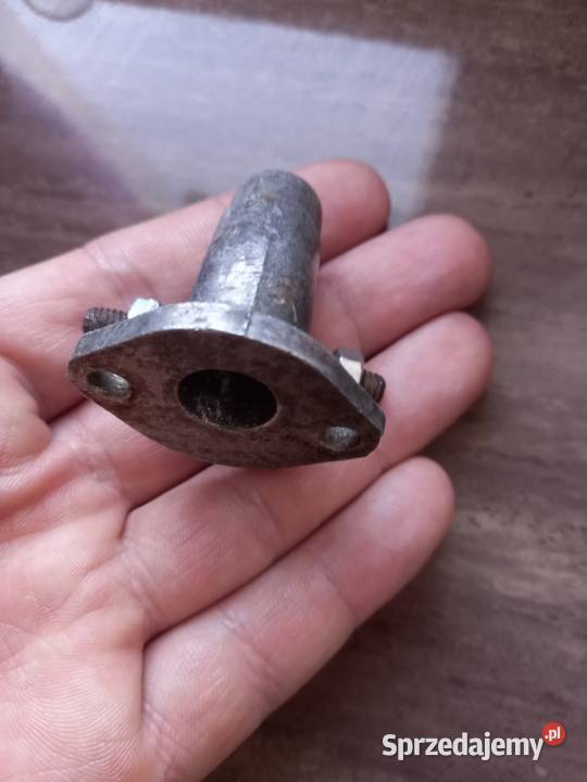 Kruciec zak rys Sokołów Podlaski