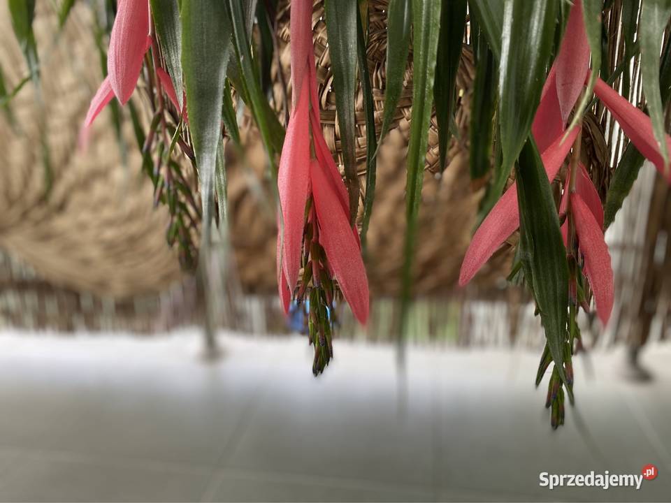 Bilbergia zwisła zwodnica dwie rozłożyste Rośliny małopolskie Zabierzów