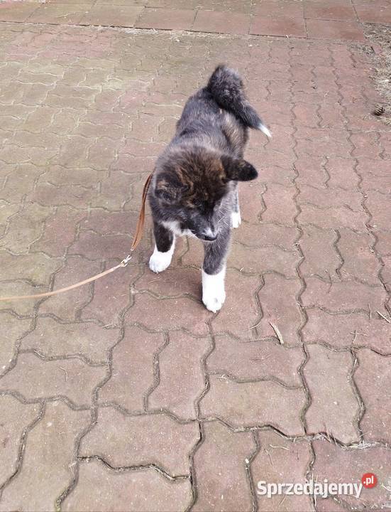 Akita inu pręgowana Rajszew