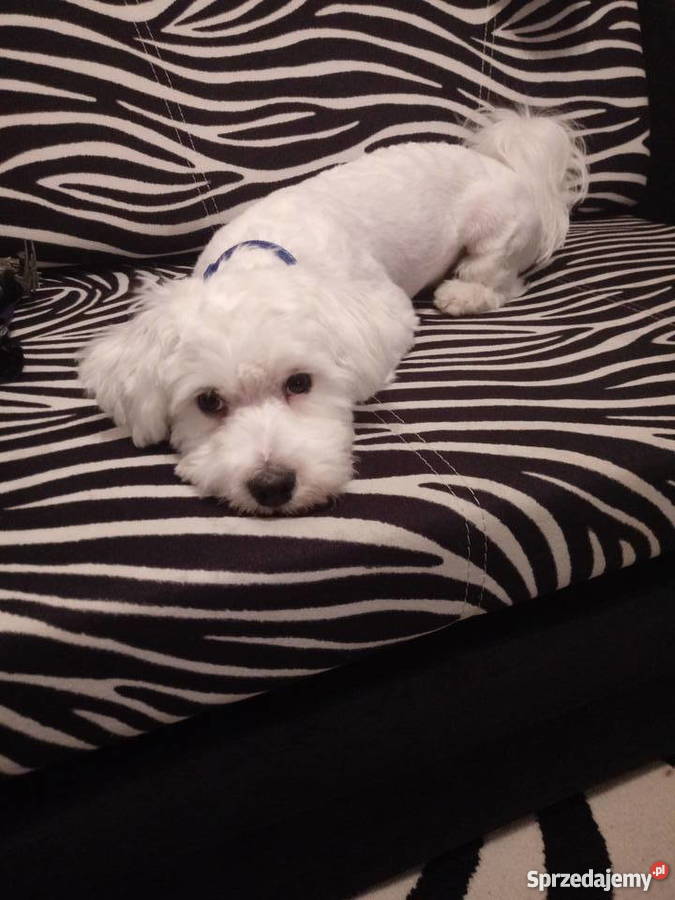 Maltańczyk Psy Gdynia