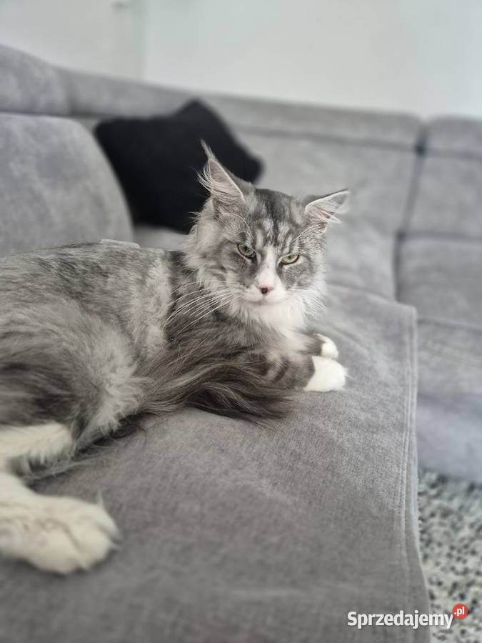 Maine coon kocórek Mała Nieszawka sprzedam