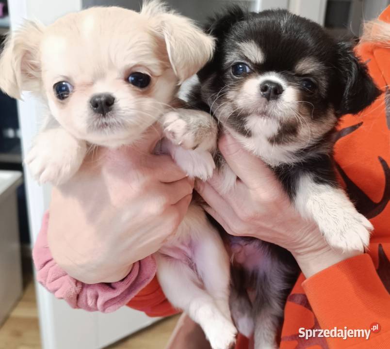 Chihuahua podpalany Warszawa