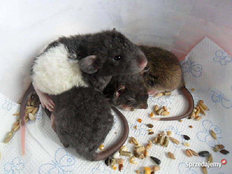 Szczury Dumbo Irish Rex i Standard