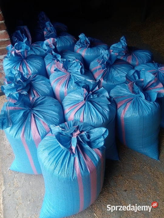 Pszenica pszenżyto owies jęczmien Nieborów