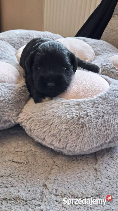 Sznaucer miniaturowy Słupca sprzedam