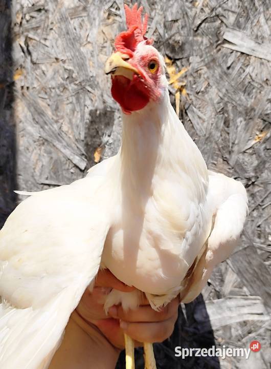 Koguty Leghorn 15 tygodni
