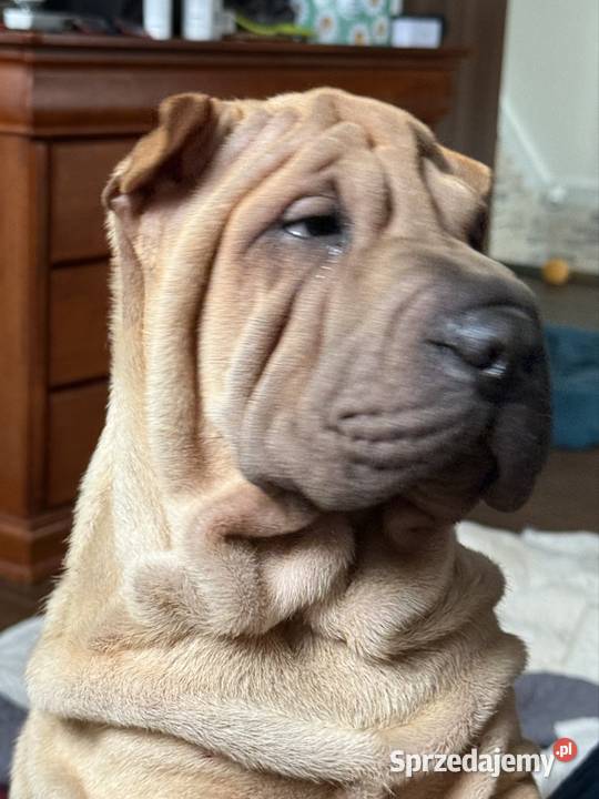 Szczenięta rasy shar pei Pozostałe Rębiechowo sprzedam