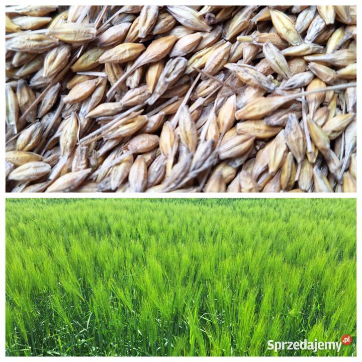 Jęczmień Ozimy JAKUBUS centrali Małogoszcz