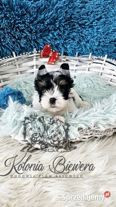 Yorkshire terrier piesek i sunia PASZPORT