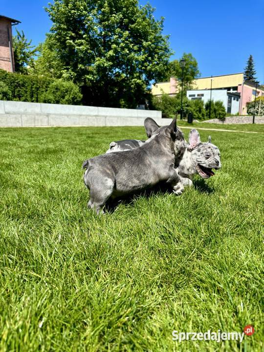 Buldog francuski blue merle warmińsko-mazurskie Nowe Miasto Lubawskie