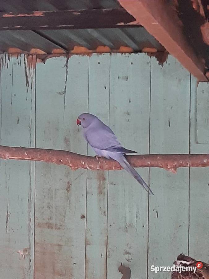 Aleksandretty obrożne różne mutacje Ptaki