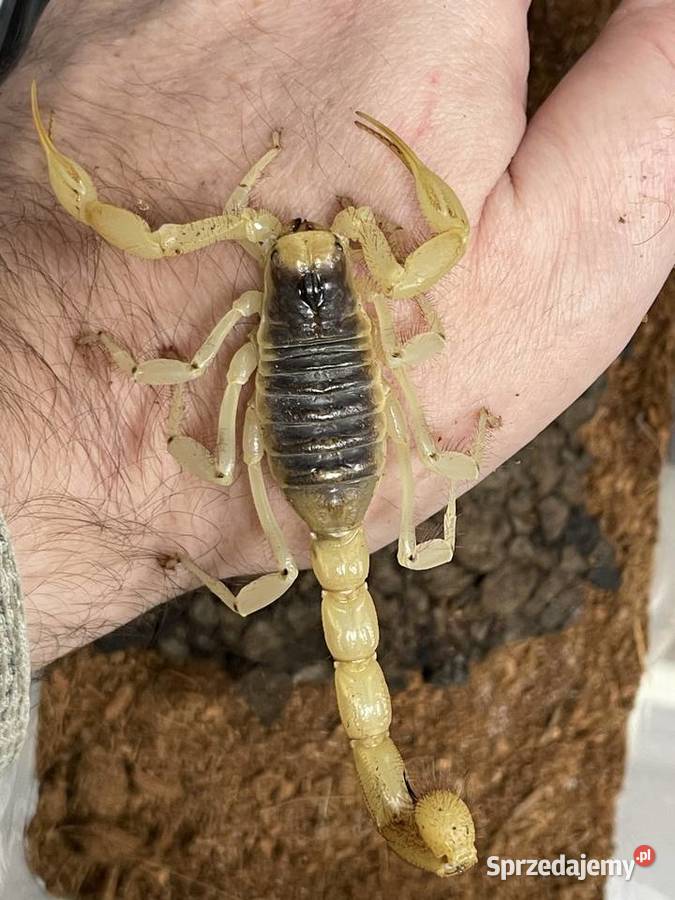 największego skorpiona Ameryki Pn Hadrurus Gliwice