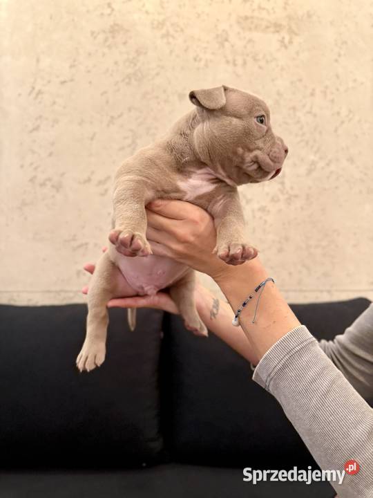 Samiec American Bully Pocket