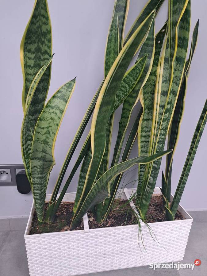 Skrzydlokwiat szable pomelo dolnośląskie Wrocław