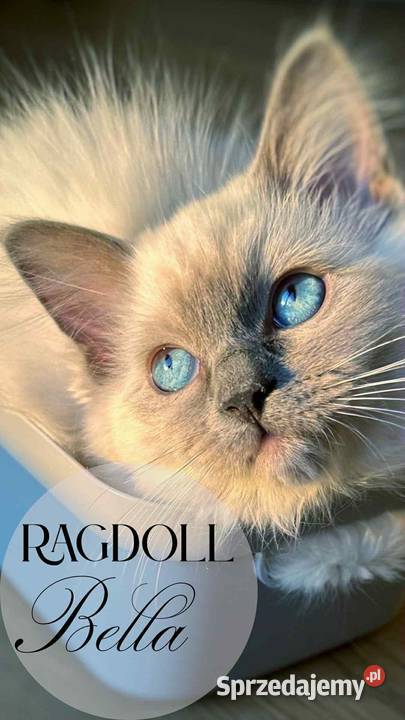 Kotka Ragdoll Bella pieszczoch do kochania Ragdoll świętokrzyskie Promnik sprzedam