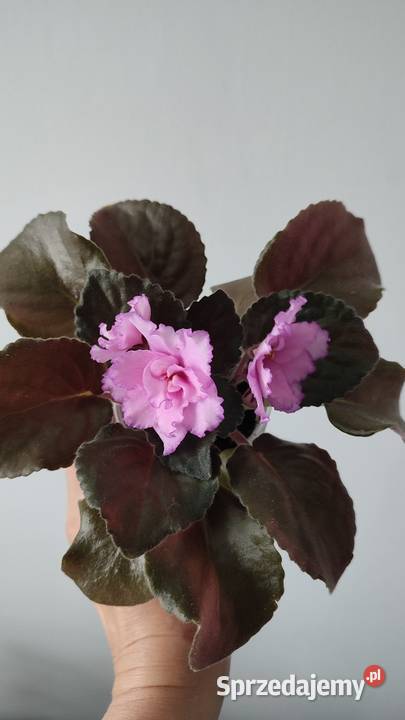 Sprzedam sadzonkę fiołka odmiany Kris Białystok sprzedam