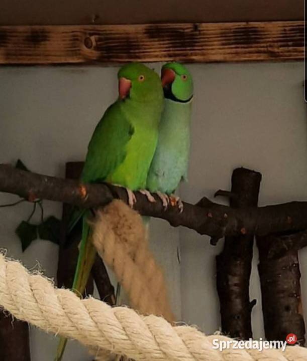 Sprzedam aleksandretty obrozne pare Wieliczka