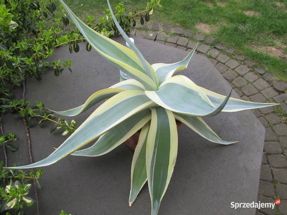 Agawa kolekcjonerska Agave guiengola Creme Kraków