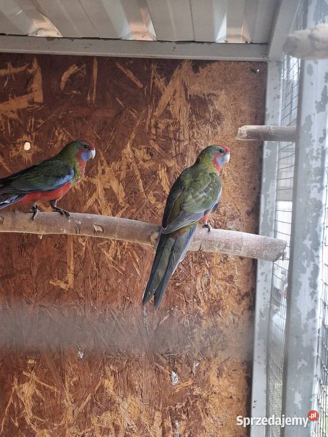 Rozelle królewskie wielkopolskie Lubiechowo