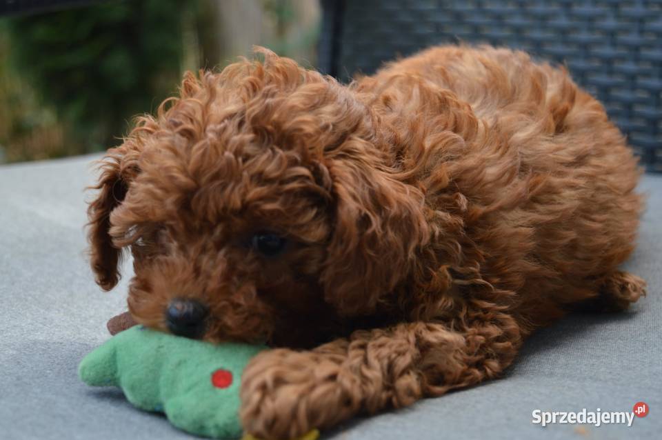 Pudel miniatura red suczkapiesek