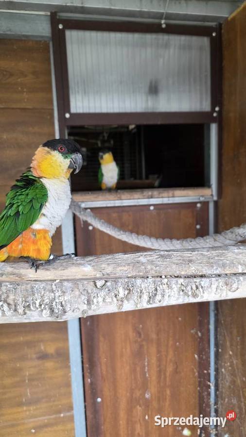 Amazonka Barwinka para lęgowa Ornontowice sprzedam