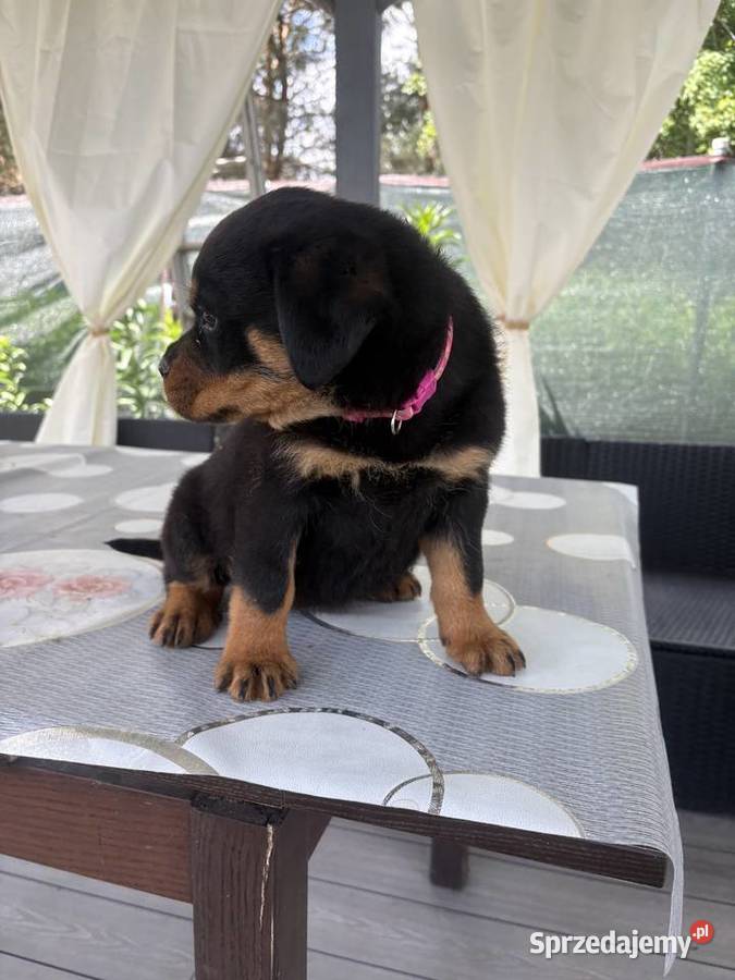 Szczenię Rottweiler Zgorzelec