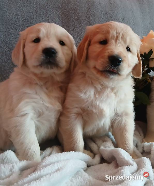 Golden Retriever śliczne szczenięta kujawsko-pomorskie Toruń sprzedam