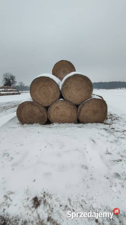 Słoma belki 150120 dobrze zbite Poddębice