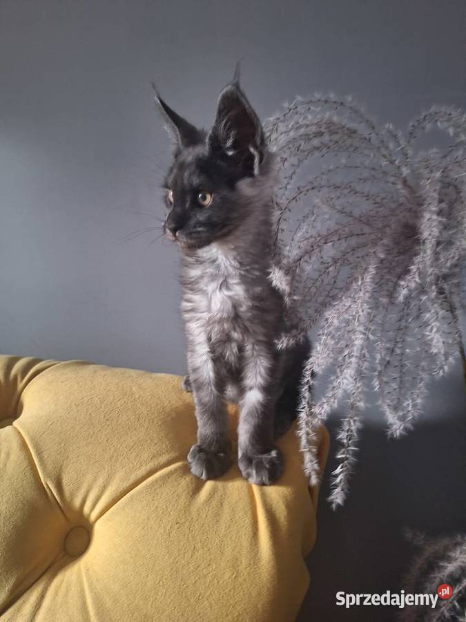 Czarny srebrny Maine coon Żurawia