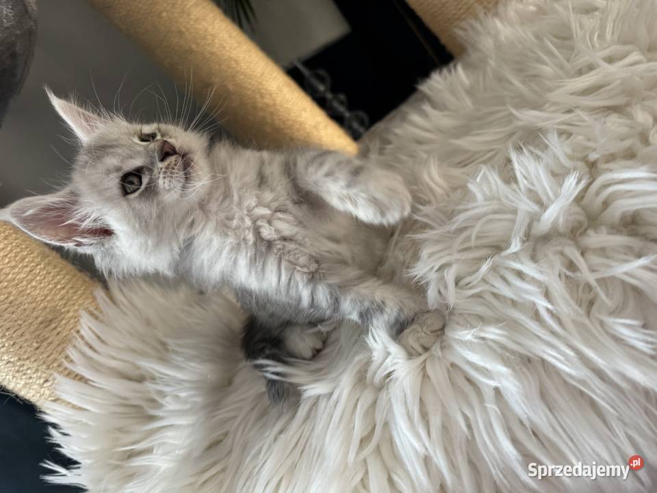 Kocurek Armani Maine Coon Nowa Wieś Lęborska