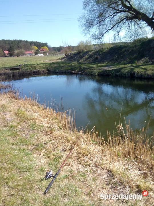 Przestronny dom z dużą działką stawem w Rzepin sprzedam