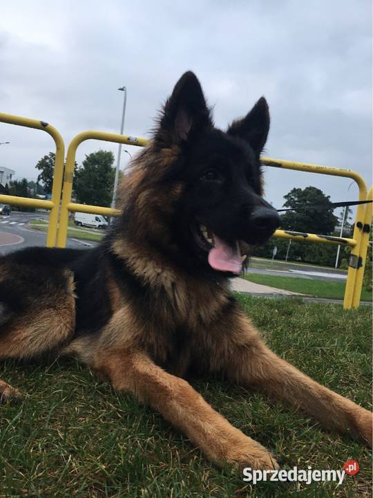 Owczarek Niemiecki Ostrów Wielkopolski