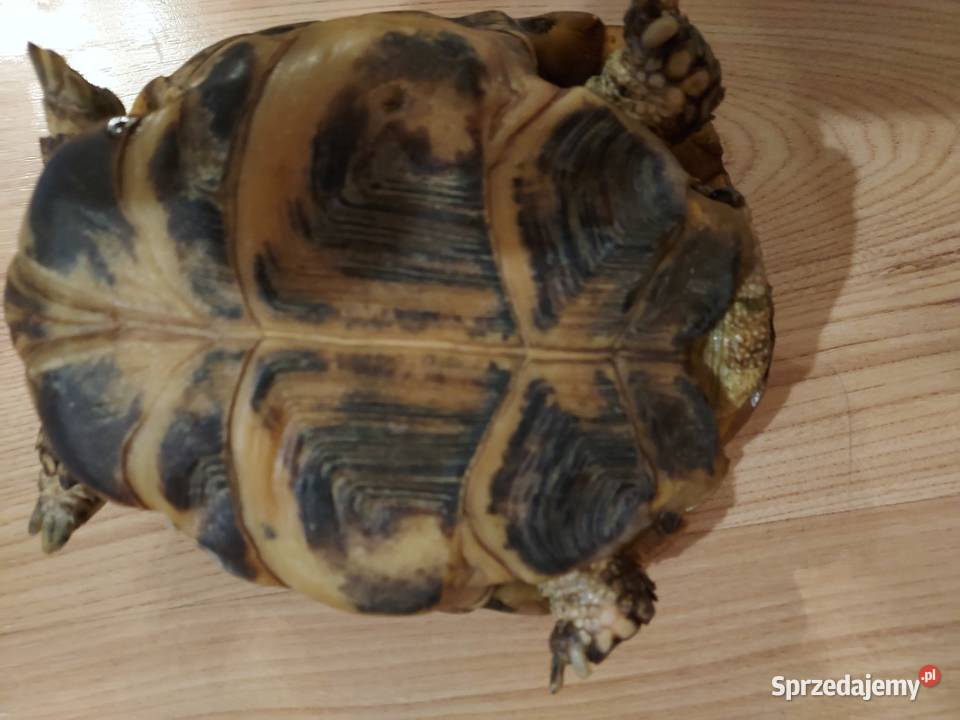 Basen plus zolw Warszawa