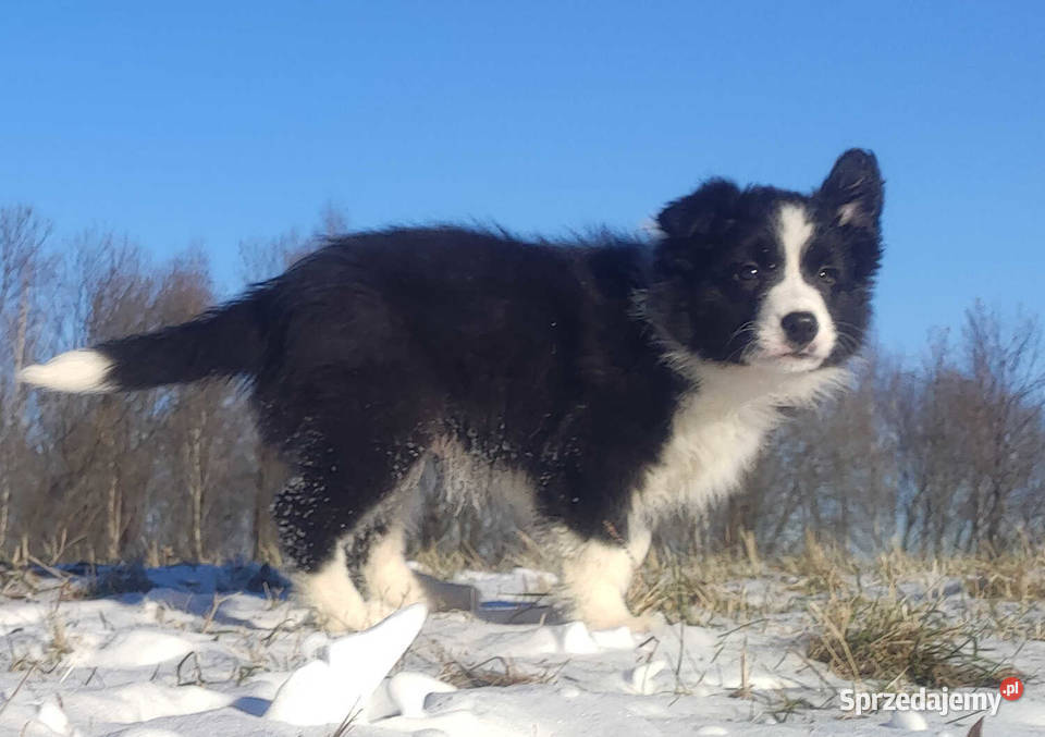Rasowa Suczka BORDER COLLIE z Hodowli Szczenię z małopolskie