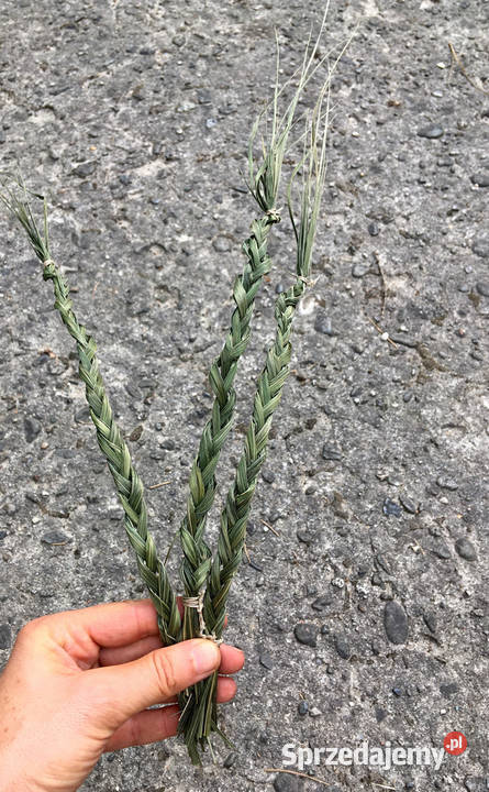 Turówka wonna żubrówka kadzidło warkocz Indianie Kraków