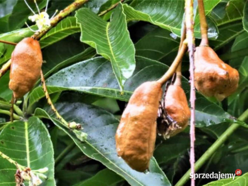 KASZTANOWIEC ASSAMICA Aesculus assamica NASIONA Lubanie