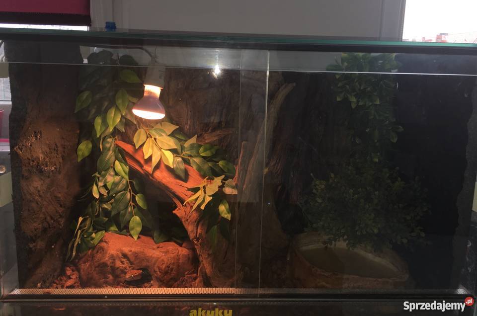 Wąż zbożowy wielkopolskie Poznań