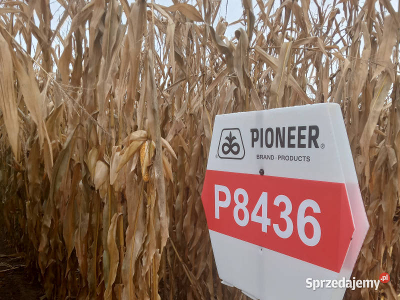 Nasiona kukurydzy Pioneer P8436 FAO Z240 AQUAmax Dąbrowa