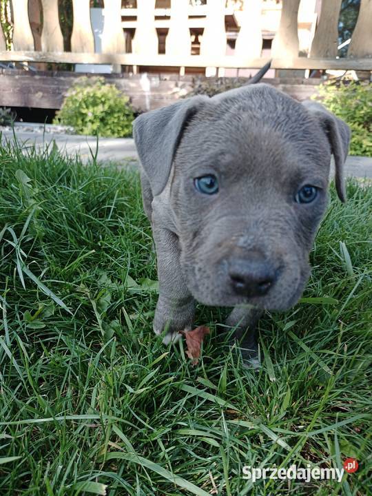 Amstaff PIES american staffordshire terrier Zamek Bierzgłowski