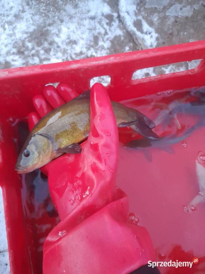 RYBY NARYBEK KARPIA LINA JESIOTRA Kleczew