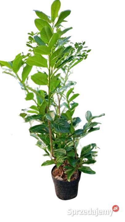 Laurowiśnia Wschodnia NOVITA CAUCASICA Etna