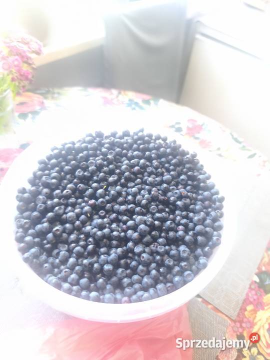Sprzedam Jagody Leśne Nowa Dęba sprzedam