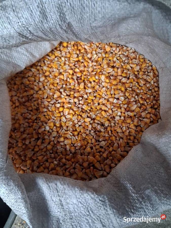 Pszenica Zboża Miękinia