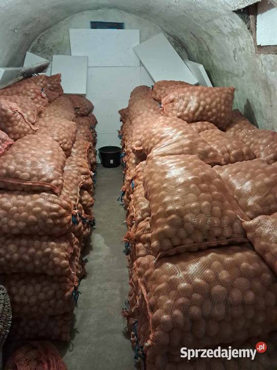 ziemniaki kaliber 356 Bellarosa Tajfun Łowcza