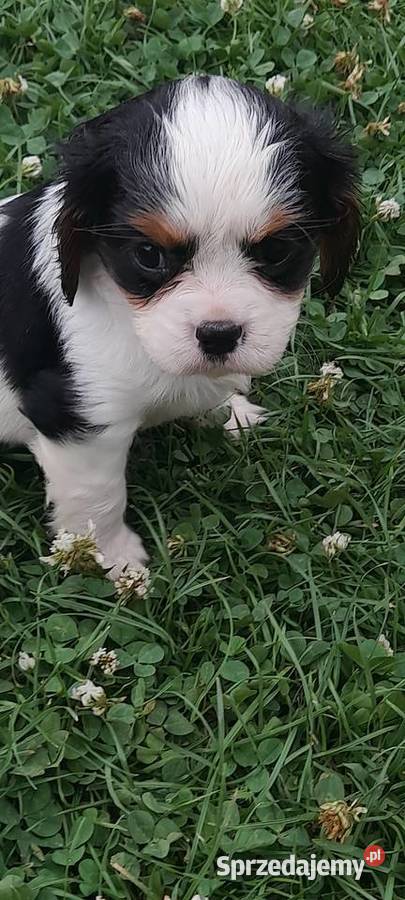 Suczka Cavalier King Carles Spaniel tricolor l śląskie