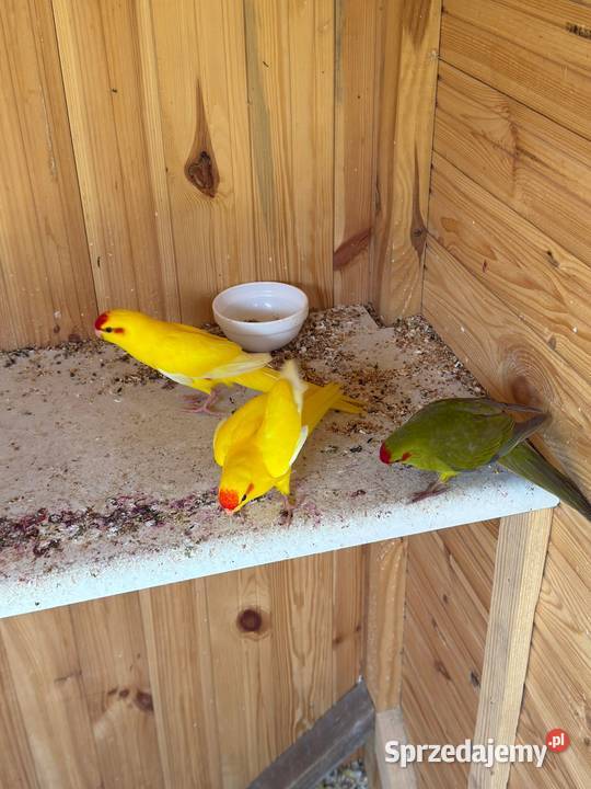 Papugi kozy KAKARKI Modrolotki Czerwonoczelne Starogard Gdański