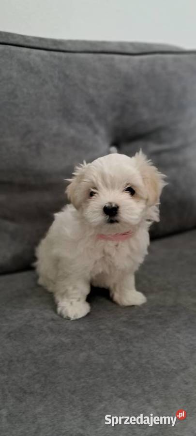 Maltańczyki suczki lubelskie Łuków sprzedam