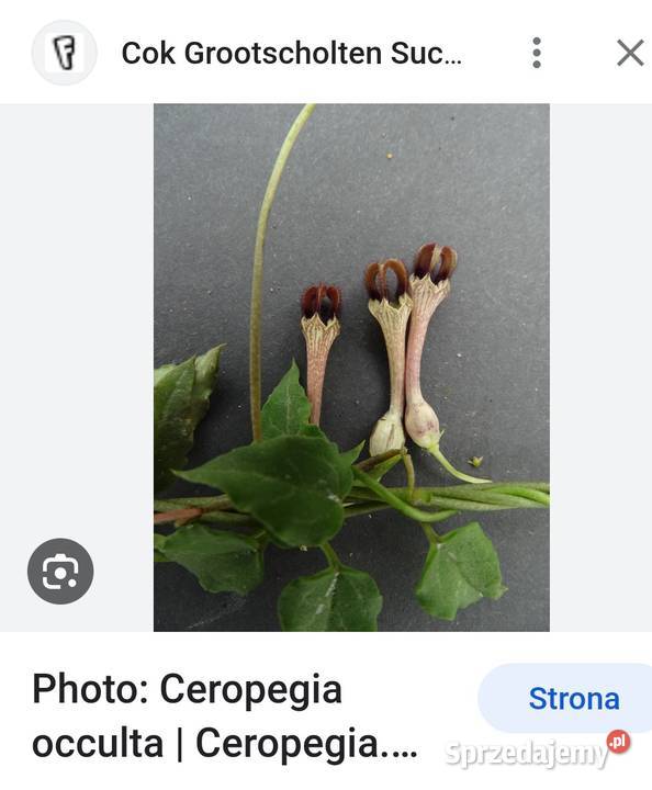 Ceropegia ciekawa odmiana roślina z kolekcji