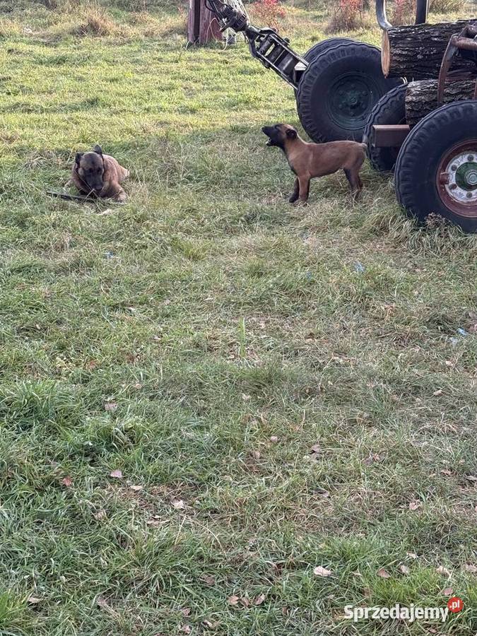 Owczarek Belgijski Owczarek